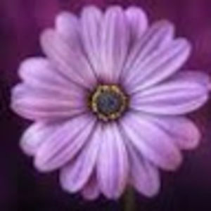 Meet your Posher, Ava